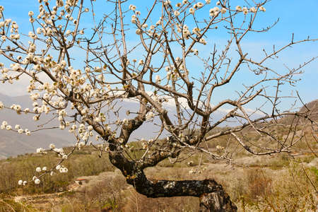 Cherry blossom in Jerte Valley, Caceres. Spring in Spain. Seasonの写真素材