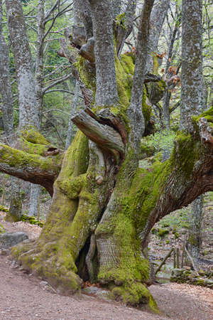 Centuries old chestnut tree on Ambroz valley. Amazing nature. Spain