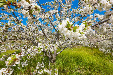 Cherry blossom in Jerte Valley, Caceres. Spring in Spain. Seasonの写真素材