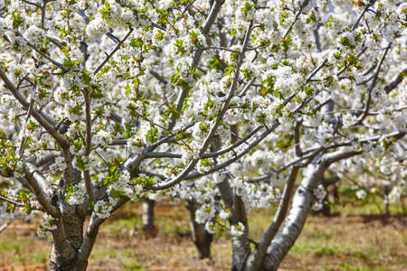 Cherry blossom in Jerte Valley, Caceres. Spring in Spain. Season