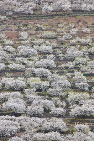 Cherry blossom in Jerte Valley, Caceres. Spring in Spain. Season