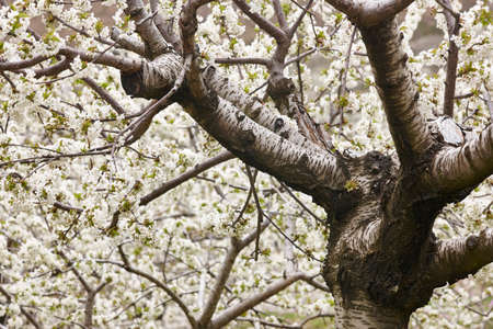 Cherry blossom in Jerte Valley, Caceres. Spring in Spain. Season