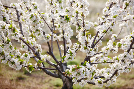 Cherry blossom in Jerte Valley, Caceres. Spring in Spain. Seasonal
