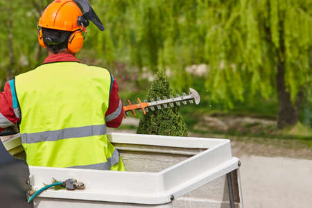 Equiped worker pruning a tree on a crane. Gardening works
