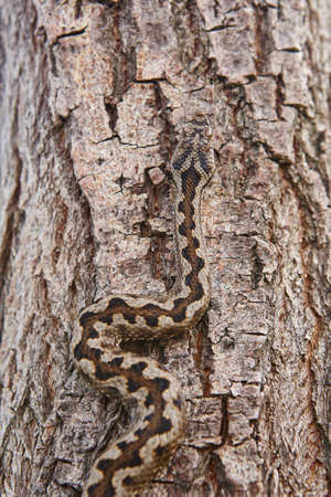 Snake camouflage. Vipera aspis detail on a trunk surface. Vertical