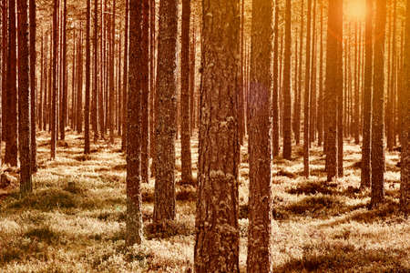 Finland forest sunset at Pieni Karhunkierros trail. Autumn season. Horizontal