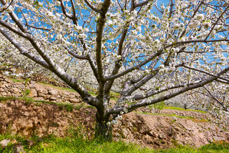 Cherry blossom in Jerte Valley, Caceres. Spring in Spain. Seasonal