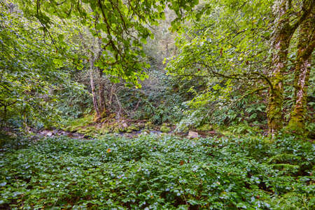 Green forest with stream in Muniellos biosphere reserve, Asturias. Spain