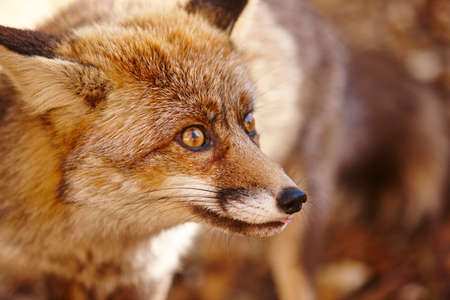 Fox head detail in the forest. Wildlife in the forest