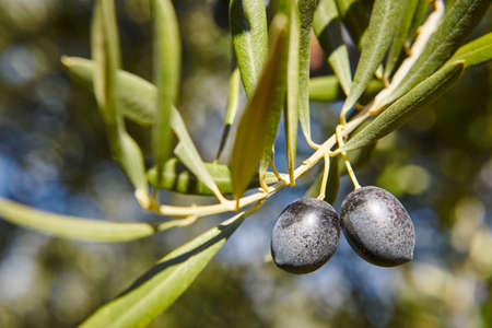 Olive fruit with green leaves background. Agriculture background. Jaen, Spainの写真素材