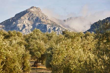 Olive tree fields in Andalusia. Spanish agricultural harvest landscape. Jaenの写真素材