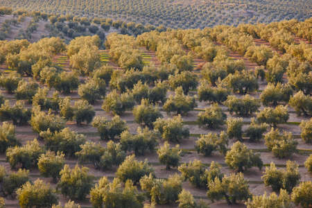 Olive tree fields in Andalusia. Spanish agricultural harvest landscape. Jaenの写真素材