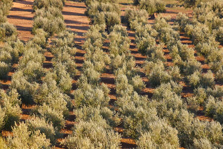 Olive tree fields in Toledo. Spanish agricultural harvest landscape. Spainの写真素材