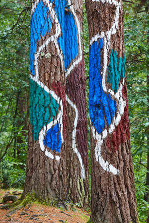 Painted colorful green pinewood forest in Spain. Oma, Pais Basqueの写真素材