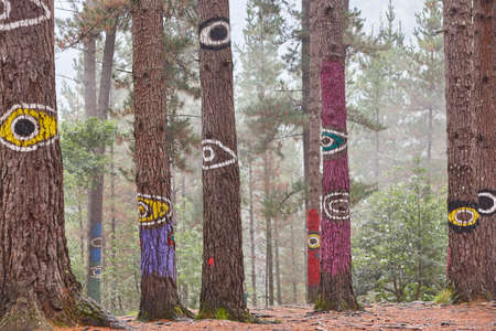 Painted colorful green pinewood forest in Spain. Oma, Basque countryの写真素材