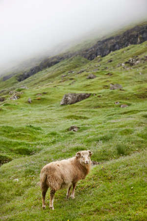 Sheep on Faroe islands cliffs. Green scenic landscape with animalの写真素材