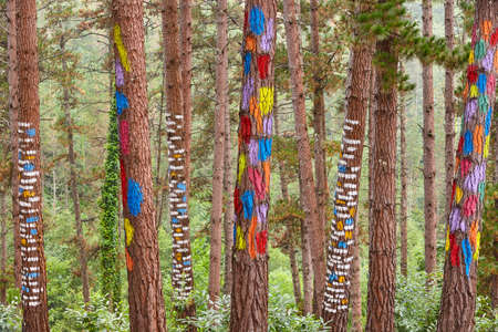 Painted colorful green pinewood forest in Spain. Oma, Basque country