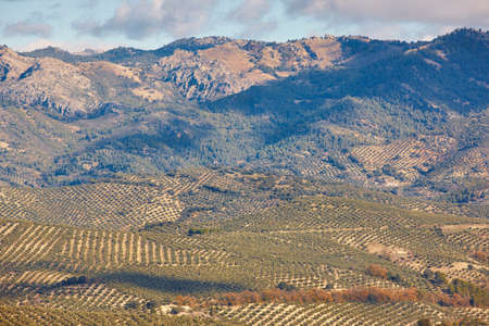 Olive tree fields in Andalusia. Spanish agricultural harvest landscape. Jaen