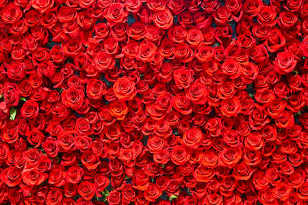 Red roses background. Romance love valentine day decoration bouquet bloomの写真素材
