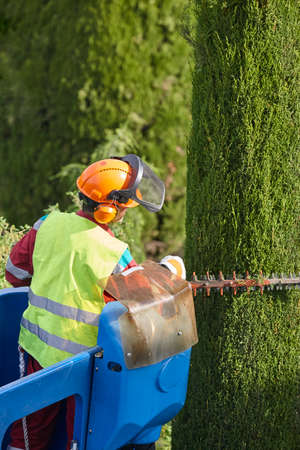 Gardener pruning a cypress tree with a chainsaw and a crane