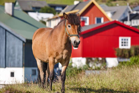 Horse in Faroe islands surrounded by colorful picturesque houses. Outdoorの写真素材