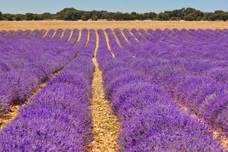 Lavender fields in summer. Guadalajara, Spain. Agriculture