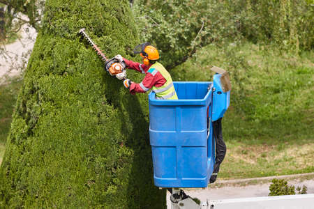 Gardener pruning a cypress on a crane. Seasonal trees maintenanceの写真素材