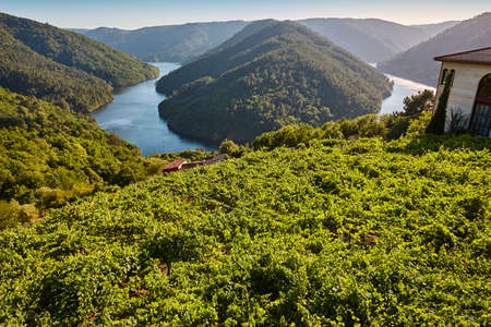 Ribeira sacra terrace vineyards and sil river. Galicia, Spainの写真素材