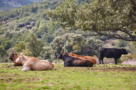 Cows grazing in the countryside on a sunny day. Agricultureの写真素材