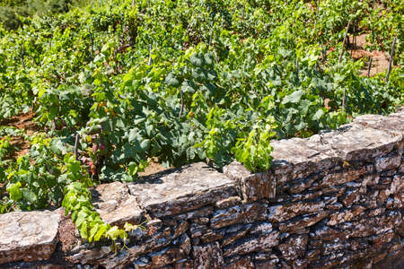 Ribeira sacra terrace vineyards in Ourense. Galicia, Spainの写真素材