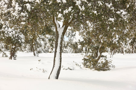 Snowy forest landscape. Winter time. Idyllic nature background. No peopleの写真素材