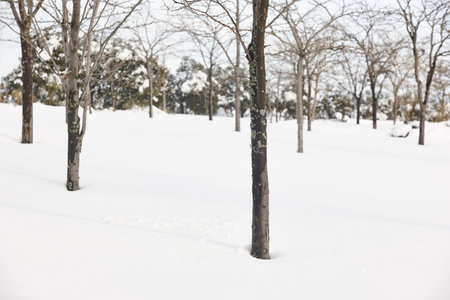 Snowy forest landscape. Winter time. Idyllic nature background. No peopleの写真素材