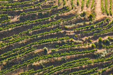 Terrace vineyards in Ribeira sacra. Ourense, Spain. Agriculture and viticulture
