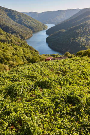 Ribeira sacra terrace vineyards and sil river. Galicia, Spainの写真素材