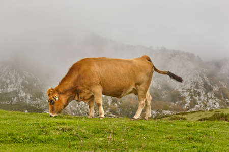 Cows grazing in the countryside. Livestock farming. Asturias, Spainの写真素材