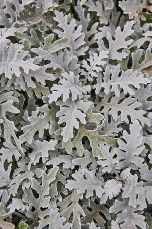 Centaurea cineraria green leaves plant textured background. Nature gardenの写真素材