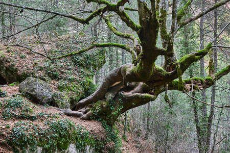 Lime tree trunk in a forest. Hoz del Beteta. Cuenca, Spainの写真素材