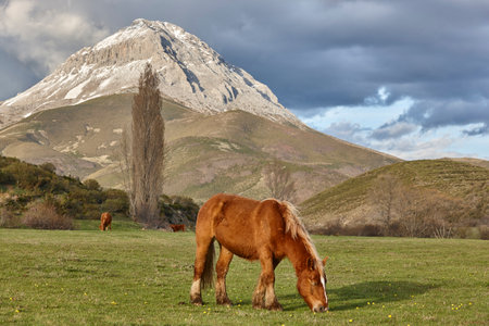 Horses and cows grazing in a mountain landscape. Spain