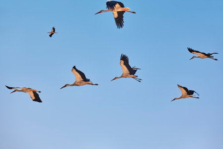 Several storks flying under blue skies. Animal wildlife. Birdwatchingの写真素材