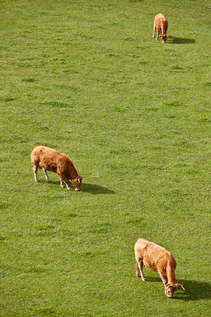 Cows grazing in the pasture. Cattle and livestock. Spainの写真素材
