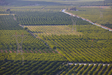Green agricultural area in Turkey. Turkish food industry. Agronomy
