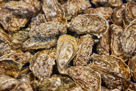 Oysters in Arcachon bay. Delicatessen see food in Aquitaine. Franceの写真素材
