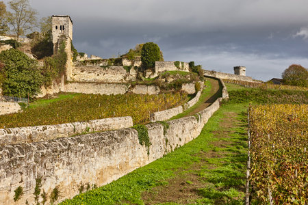 Autumn wineyards in St. Emilion. Agriculture industry. Franceの写真素材