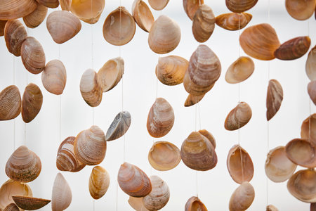 Decorative shells hanging from nylon thread. Marine natural decorationの写真素材