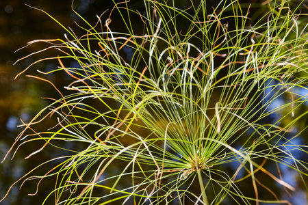Cyperus papyrus green plant and out of focus background. Botanyの写真素材