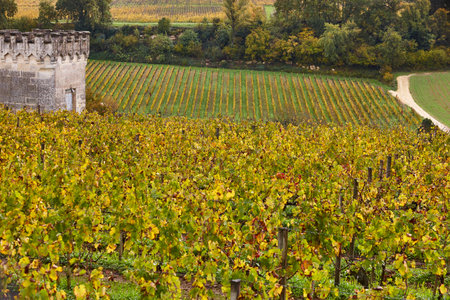 Autumn wineyards in St. Emilion. Agriculture industry. France