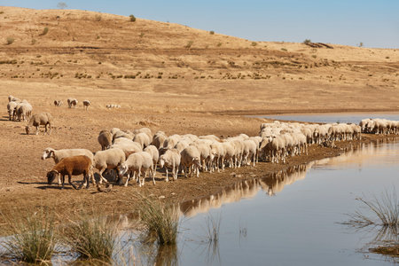 Ovine livestock  in Extremadura. Dry season in Spanish countryside. Agricultureの写真素材