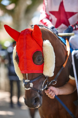 Race horse head and jockey. Purebred in the hippodrome. Derbyの写真素材