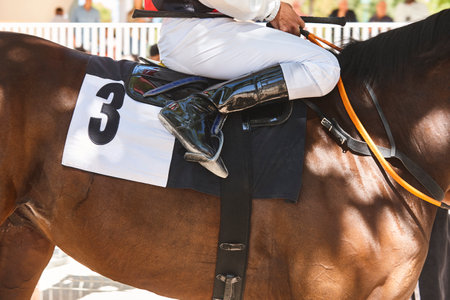 Race horse with jokey detail. Purebred in the hippodrome. Derby