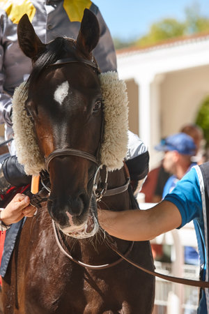Race horse head and jockey. Purebred in the hippodrome. Derbyの写真素材